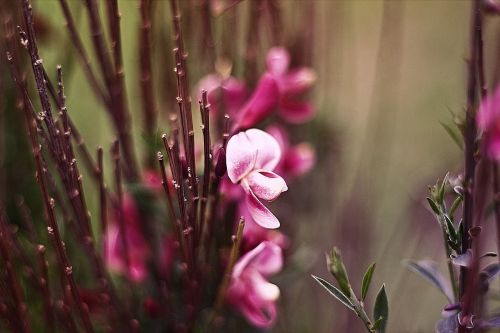 flower bloom petal