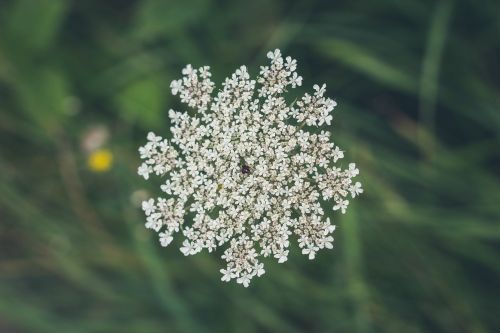 flower bloom petal