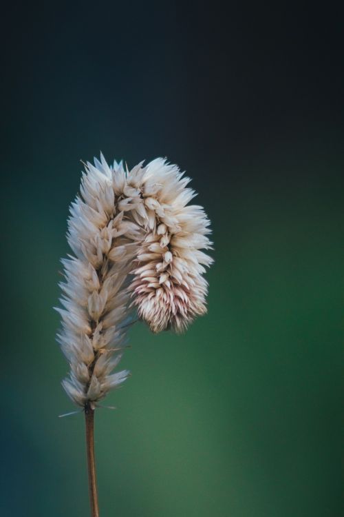 flower plant nature