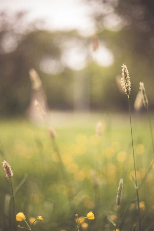 flower plant grass