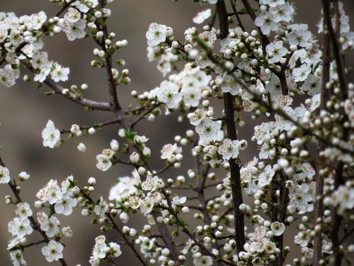 flower bloom white