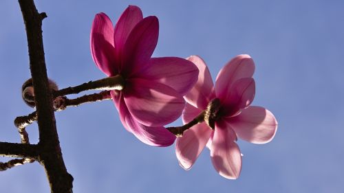 flower pink petal