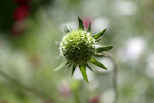 flower green plant