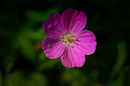 flower bleed nature