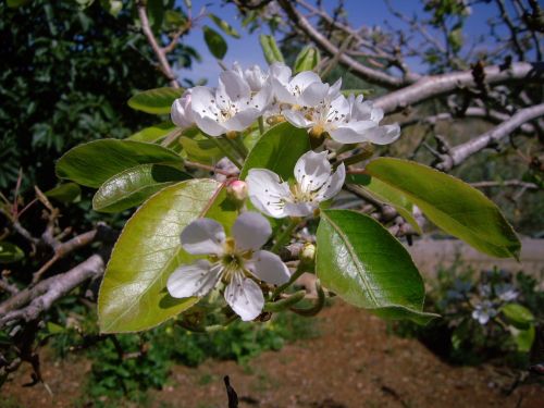 flower white flower white