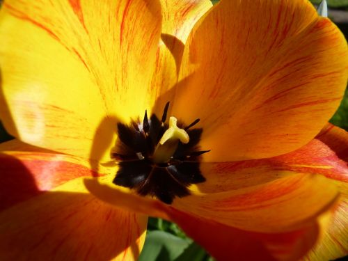 flower yellow macro