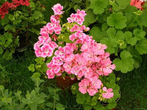 flower geranium pink