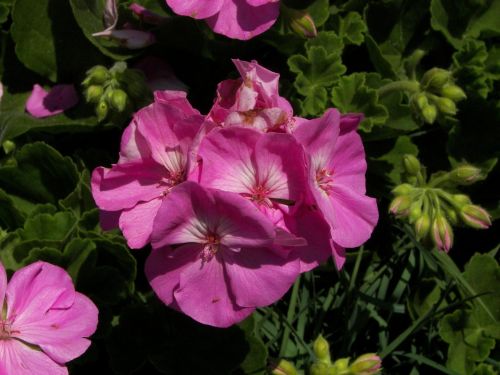 flower geranium pink