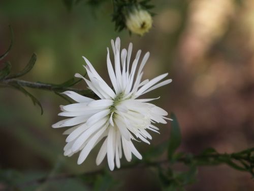 flower chrysanthemum white