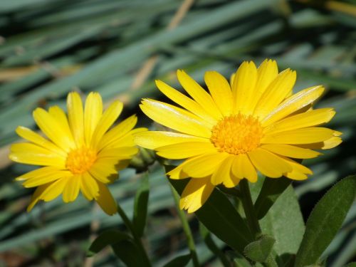 flower yellow calendula