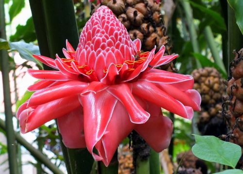 flower plant tropical