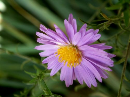flower chrysanthemum purple