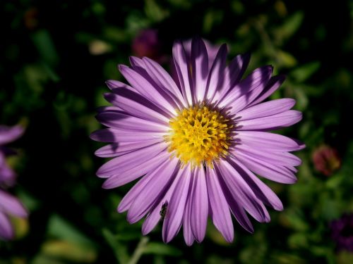 flower chrysanthemum purple