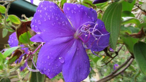 flower raindrops spring