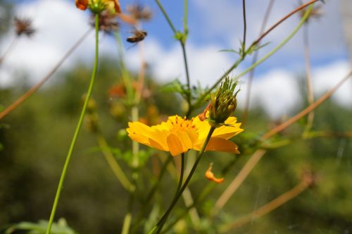 flower flowers nature