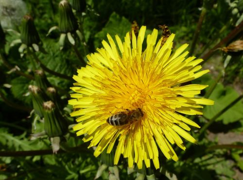flower bee honey bee