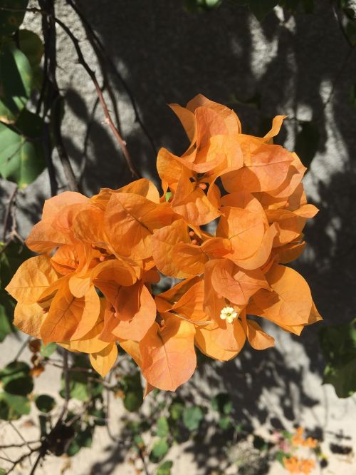 flower gardening colorful