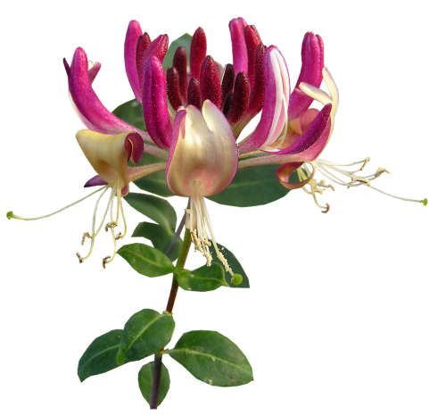 flower honeysuckle perfume