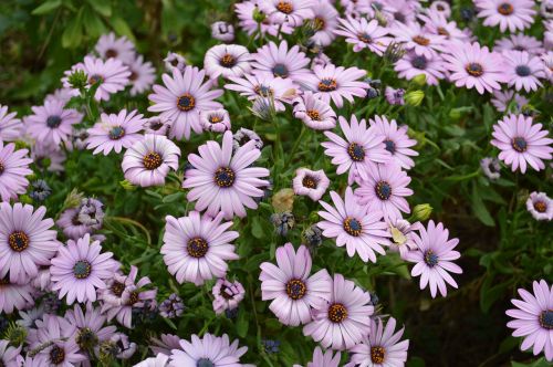 flower roses nature