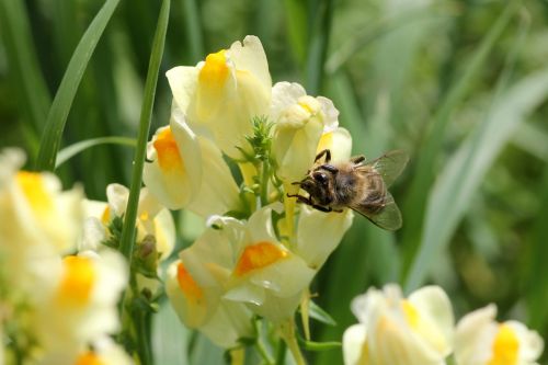 flower bee money