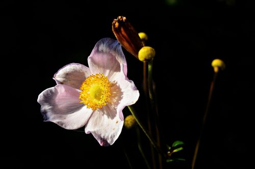 flower garden flowers