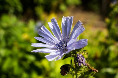 flower sunny nature