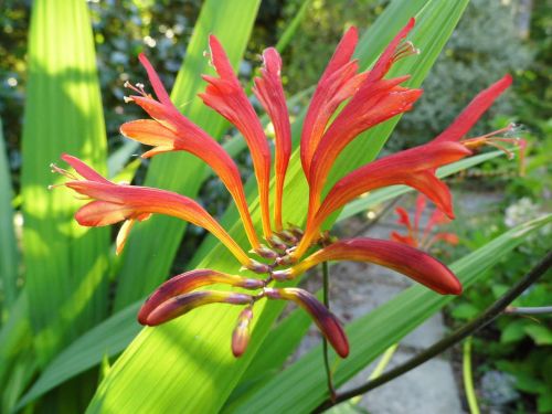 flower plant garden