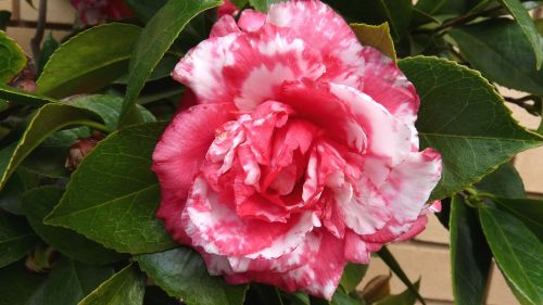 flower camellia bloom