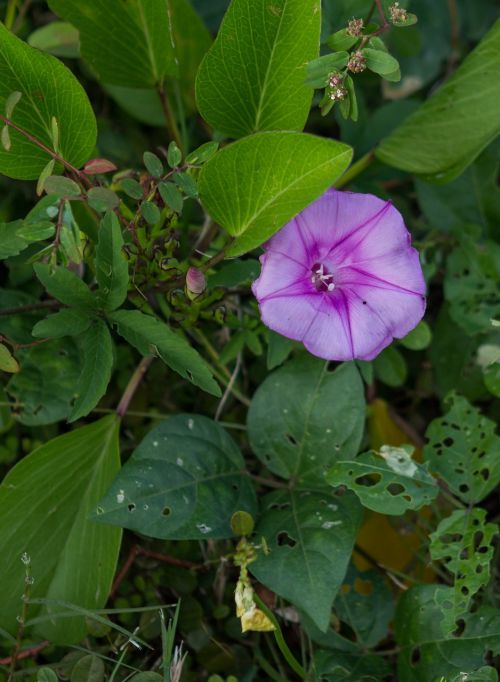 flower purple nature