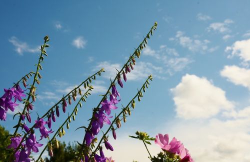 flower purple blossom