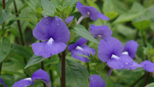 flower purple nature