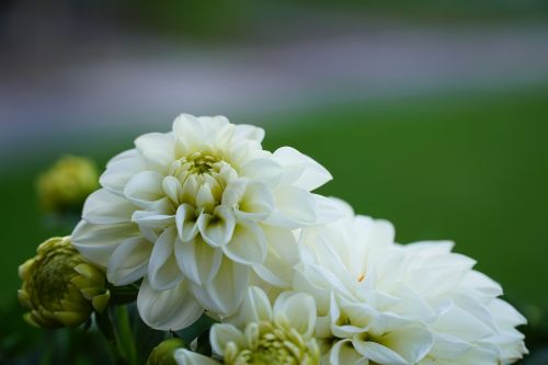 flower nature plant