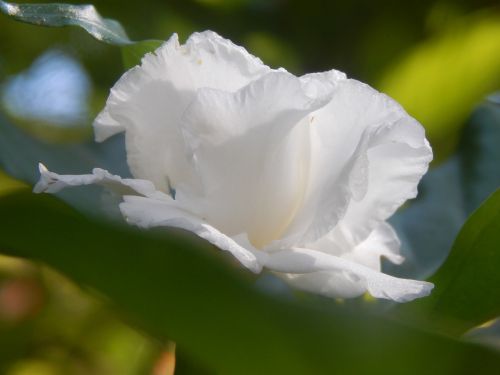 flower white gardenia