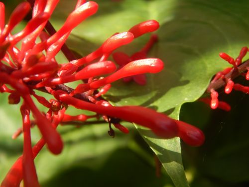 flower red macro