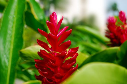 flower red tropical