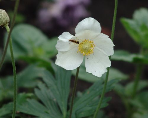 flower white flower anemone