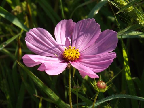 flower summer summer flower