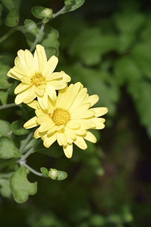 flower yellow chrysanthemum
