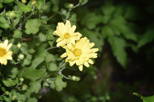 flower yellow chrysanthemum