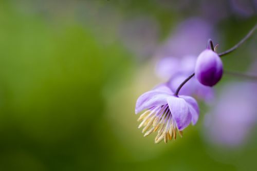 flower purple macro