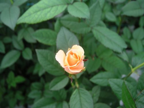 flower bloom rose