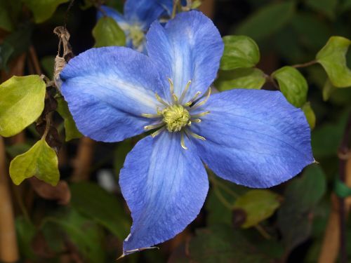 flower clematis bloom