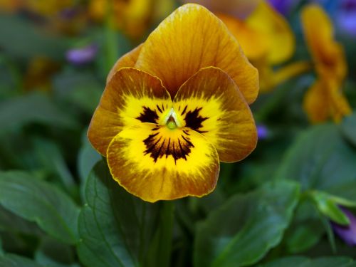 flower pansy bloom