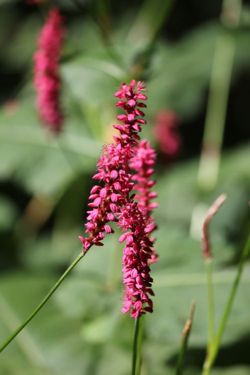 flower pink summer