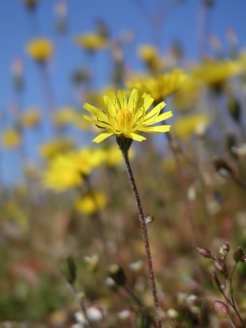 flower yellow wild