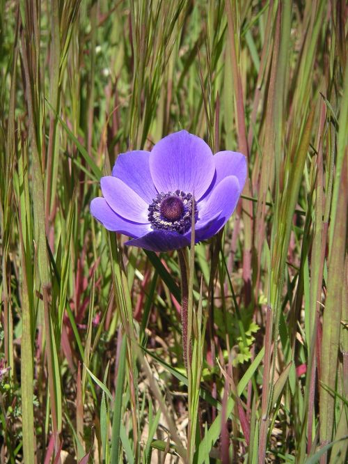 flower violet purple flowers