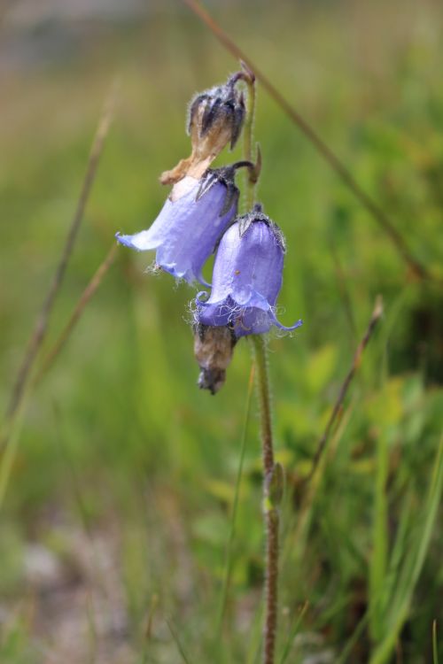 flower bell violet