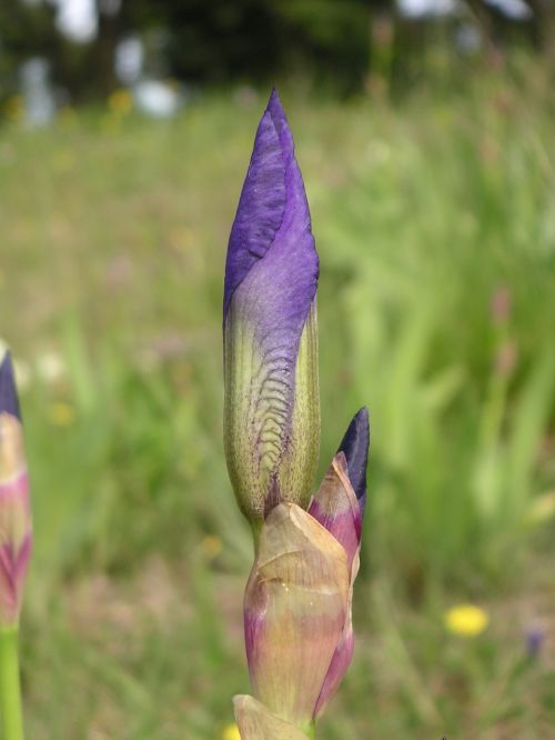 flower iris bud