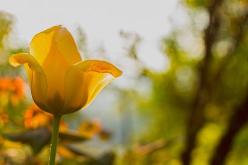 flower sunrise nature