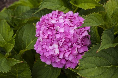 flower pink pink flowers